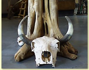 Long Horn
